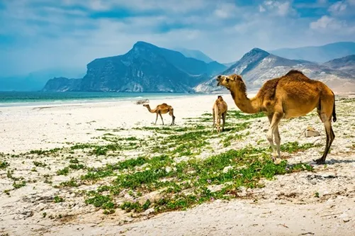 Book Your Salalah Tour Package From Dubai by Bus