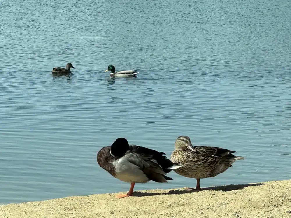 17+ Places To Visit in Dubai For Free (2026 Guide) 9 Free Nature & Wildlife in Dubai